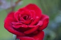 Vivid Red Rose with Dew Drops Royalty Free Stock Photo