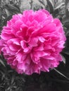 Bright volume pink peony flower on a monochrome background.