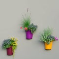 Bright Wall Planters, Colorful Flowerpots, Green Fresh Pineapple Mint Foliage, Pink Flowering Pelargonium Flowers, Red Geraniums