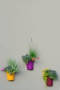 Bright Wall Planters, Colorful Flowerpots, Green Fresh Pineapple Mint Foliage, Pink Flowering Pelargonium Flowers, Red Geraniums