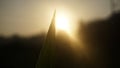 a bright and warm morning with morning dew dampening the grass Royalty Free Stock Photo