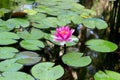 Bright water Lily in the Botanical garden in Abkhazia Royalty Free Stock Photo