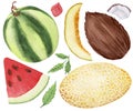 Bright watercolor fruits collection. Watermelon, coconut, mint, melon and their cuts isolated on a white background.