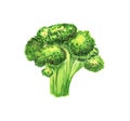 Bright watercolor hand-drawn broccoli illustration Royalty Free Stock Photo
