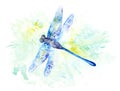 Bright Watercolor Illustration of Colorfull Dragonfly Royalty Free Stock Photo