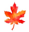 Bright watercolor maple leaf isolated on white background. Royalty Free Stock Photo