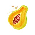 Bright watercolor painting of piece papaya pawpaw . Tropical fruit concept. Vegetarian nutrition. Organic and tasty food