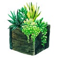 Bright watercolor succulents in wooden box, hand drawn