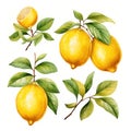 Bright Watercolor Sweet Lemon Clipart AI Generated