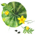 Bright watercolor watermelon in the garden with leaves and yellow flowers