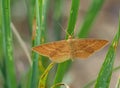 Bright wave moth on a blade of grass