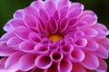 Bright wedding bouquet of summer dahlias pink, flower, macro photo