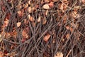 Bright, wet, autumn black oak and live oak leaves on forest ground with a lacing of sticks and twigs