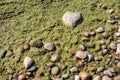 Bright wet green seaweed among smooth round color pebbles with different sizes Royalty Free Stock Photo