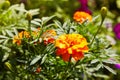 Bright wet orange and yellow marigold flowers closeup Royalty Free Stock Photo