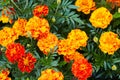 Bright wet orange and yellow marigold flowers closeup with rain drops. Royalty Free Stock Photo