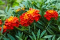 Bright wet orange and yellow marigold flowers closeup with rain drops. Royalty Free Stock Photo