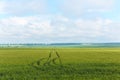 Traces from a passing car on the wheat field Royalty Free Stock Photo