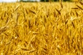 Bright wheat field in sun lights