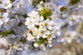 Bright white an apple-tree flower illuminated by a bright ray of the spring sun and blue sky on a back background Royalty Free Stock Photo