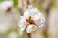 Bright white apricot flowers Royalty Free Stock Photo