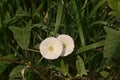 Bright white bindweed flowers and green leafs