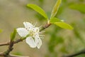 Bright white blackthorn blossom on a twig