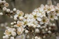Bright white blackthorn blossoms on a twig