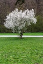 Bright White Blooming Tree Contrast Park Field Abstract Landscape Beautiful