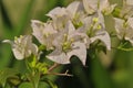 Bright White Bougainvillea with Bokeh Background