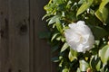 Bright White Camellia