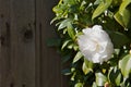 Bright White Camellia Royalty Free Stock Photo