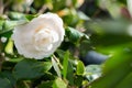 Bright white camellia flower in full bloom with sun light flare, springtime. Selective focus Royalty Free Stock Photo