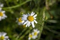 bright white chamomile flowers on a blurred natural background Royalty Free Stock Photo