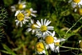 bright white chamomile flowers on a blurred natural background Royalty Free Stock Photo