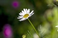 bright white chamomile flowers on a blurred natural background Royalty Free Stock Photo