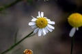bright white chamomile flowers on a blurred natural background Royalty Free Stock Photo