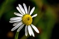 bright white chamomile flowers on a blurred natural background Royalty Free Stock Photo