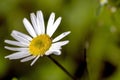 bright white chamomile flowers on a blurred natural background Royalty Free Stock Photo