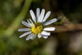 bright white chamomile flowers on a blurred natural background Royalty Free Stock Photo