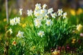 Bright white daffodils Royalty Free Stock Photo