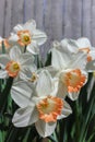 Bright White Daffodils with Coral Fringed Center Accent