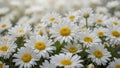 Beautiful white daisies with yellow centers. Royalty Free Stock Photo