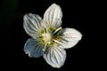 Bright white flower with yellow stamens on black background in Swiss Alps