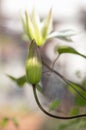 Bright white flowering large petal clematis flowers, beautiful virgins bower leather climbing plants in bloom