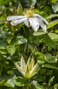 Bright white flowering large petal clematis flowers, beautiful virgins bower leather climbing plants in bloom