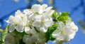 Bright white flowers of apple tree against a blue sky in the spring in the garden. Royalty Free Stock Photo