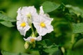 Bright white flowers on a background of green potato leaves Royalty Free Stock Photo