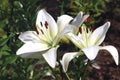 Bright white flowers lily