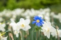 Bright white flowers with one blue being different, standing out Royalty Free Stock Photo
